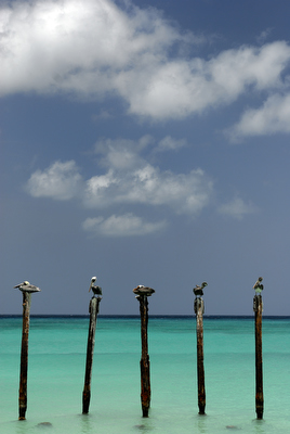 Zo'n beetje alle clichés die er over tropische bestemmingen zijn, kan je op Aruba loslaten. Bounty eiland, exotische bestemming, parelwitte stranden en azuurblauwe zee. Zelfs de palen in zee met Pelikanen en verstilde beelden van de Divi-Divi boom ontbreken niet. 