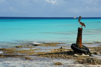 Een van de mooiste stranden is te vinden op Klein Curaçao, zo’n anderhalf uren varen vanaf Curaçao zelf. Het onbewoonde eilandje is -het is een cliché, we weten het- zo’n typisch bounty eiland met parelwitte stranden, een azuurblauwe zee en zo hier en daar een pelikaan op een paal.