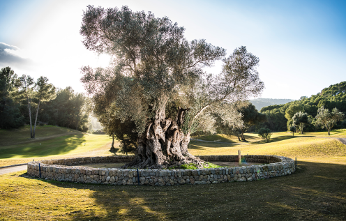 Na Capitana oude olijfboon op golfbaan Son Muntaner op Mallorca<br />
